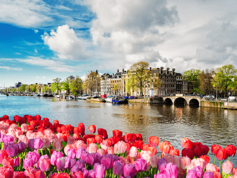 Amsterdam canal with various colored tulips, canal houses and a bridge.